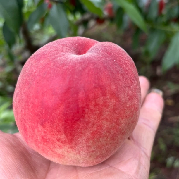 四川成都龙泉驿区水蜜桃顺丰空运发货次日达