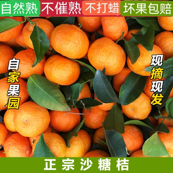 【达人专属坏果包赔】正宗砂糖橘当季新鲜水果皮薄多汁爆汁现摘成熟