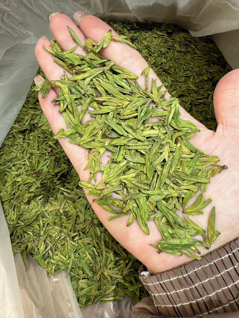 新茶2025年浙江龙形白茶春茶350款鲜爽滋味醇厚无苦涩味 明前茶