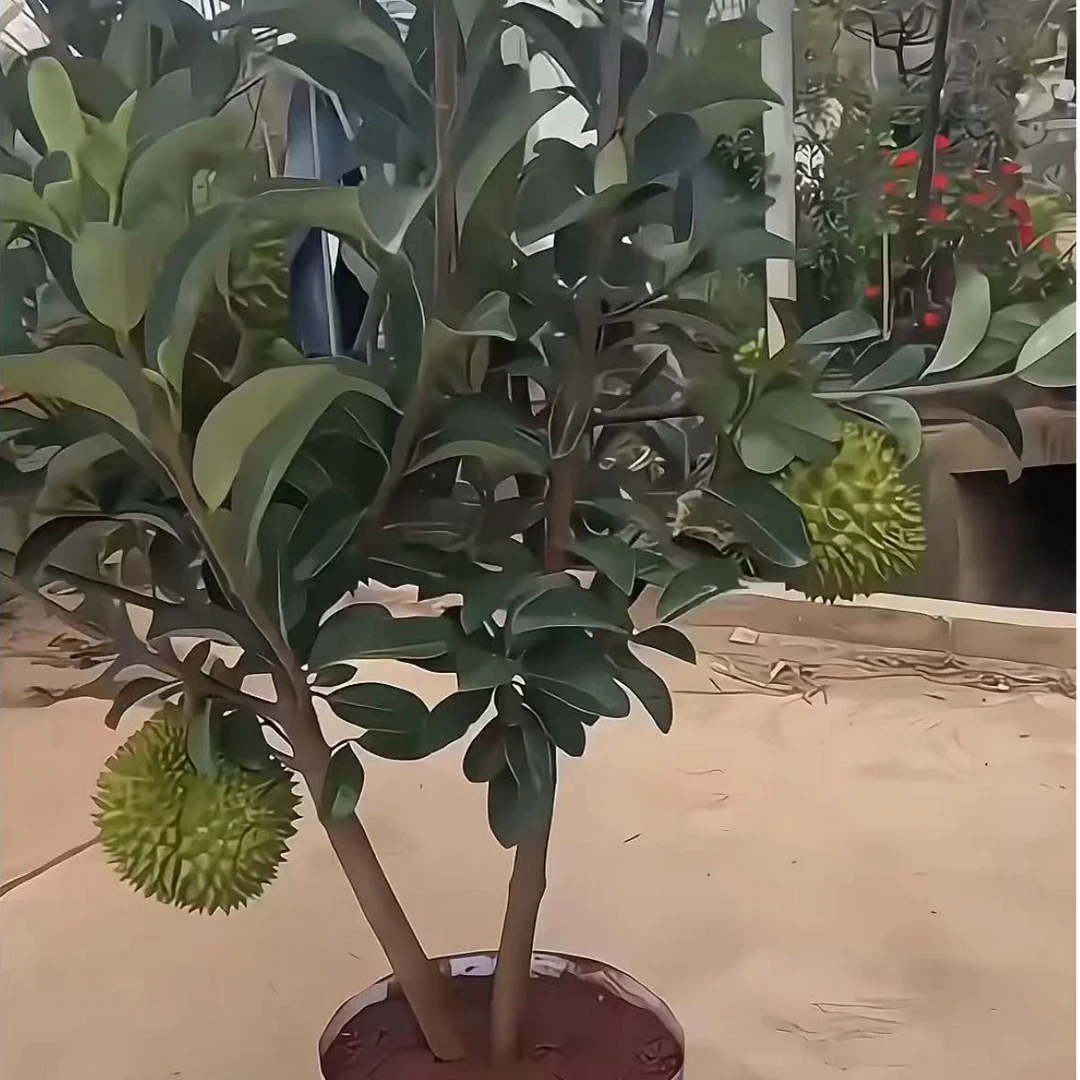 云南盆栽猫山王金枕头榴莲果树苗苗南北方种植榴莲苗庭院阳台种植