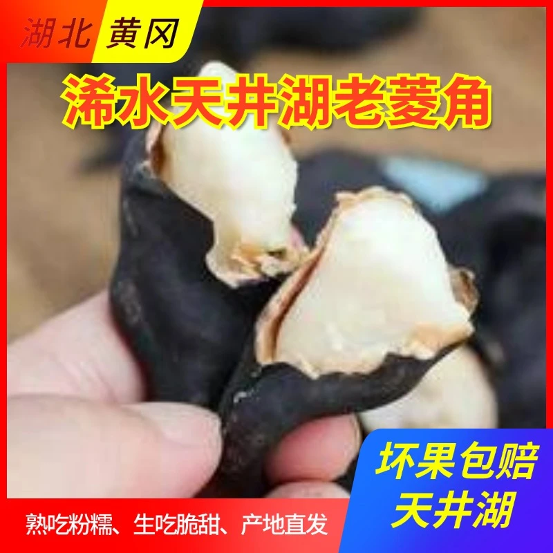 天井湖优质菱角饱满新鲜口感香甜粉糯（老袁专属3斤）菱角