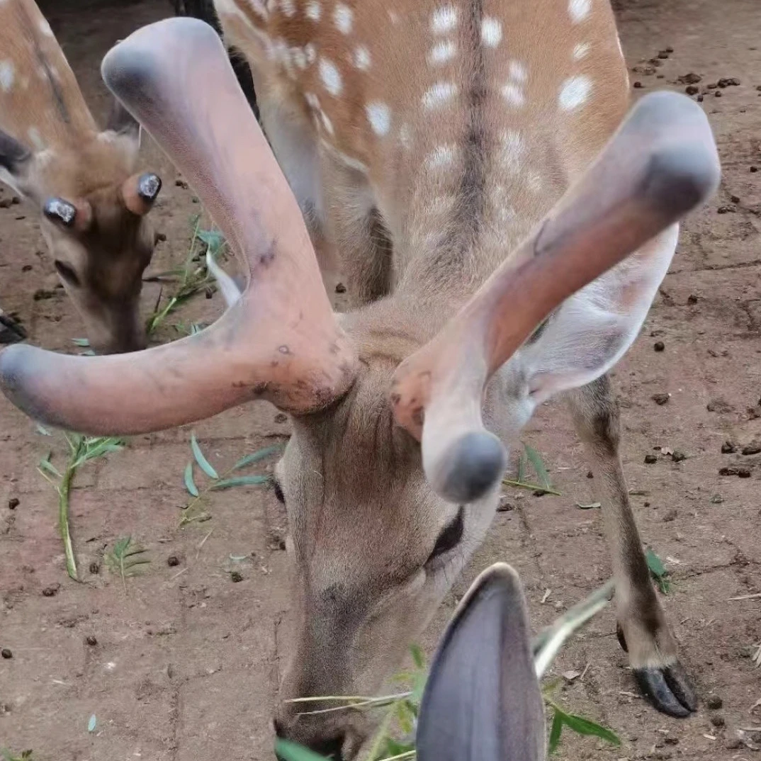 鲜鹿茸直播间自选称重计价发货以实物为准