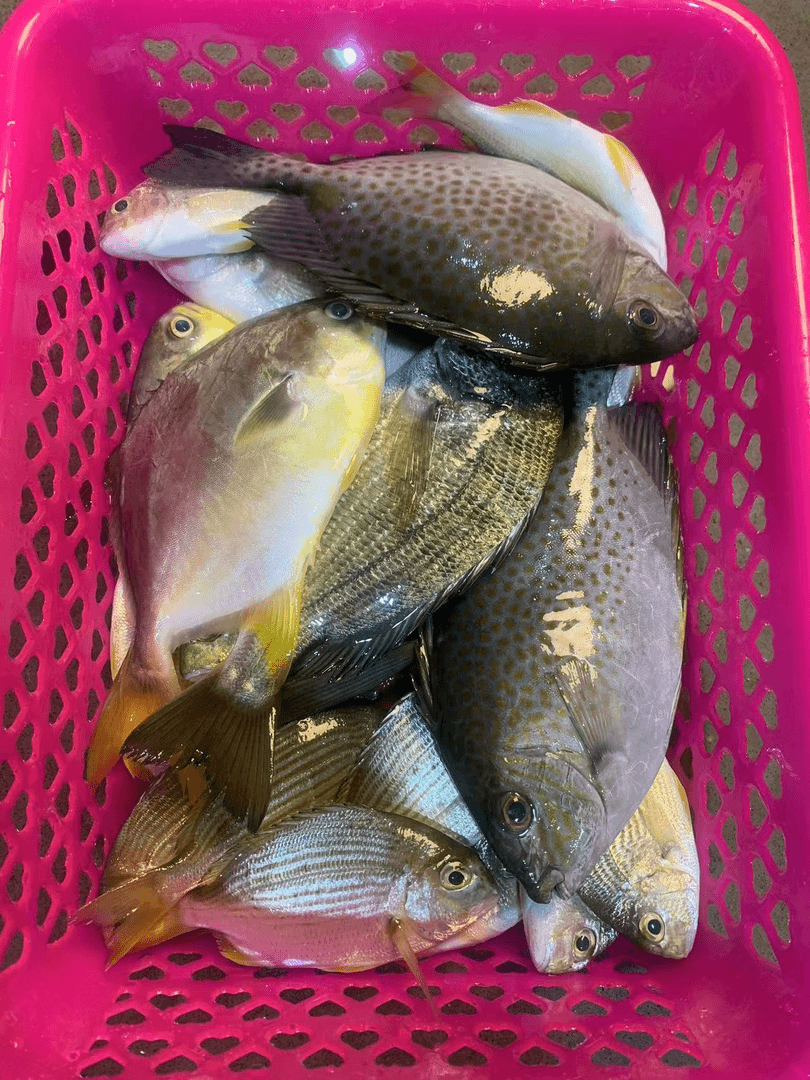 湛江杂鱼4斤 天然海鲜 煮汤／清蒸一流 顺丰发货