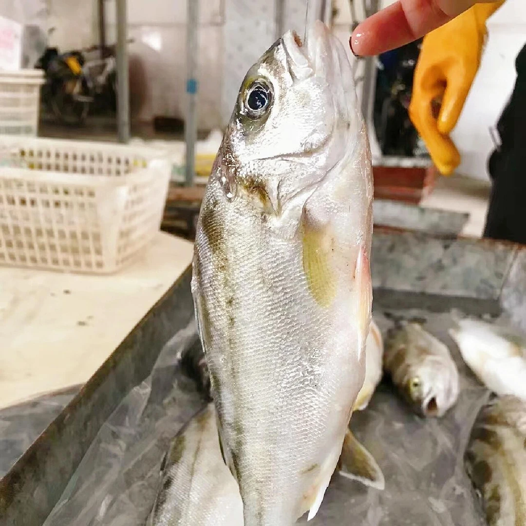 湛江天然三线鱼 野生丁公鱼 新鲜厚仔鱼 斑猪鱼 顺丰速冻发货