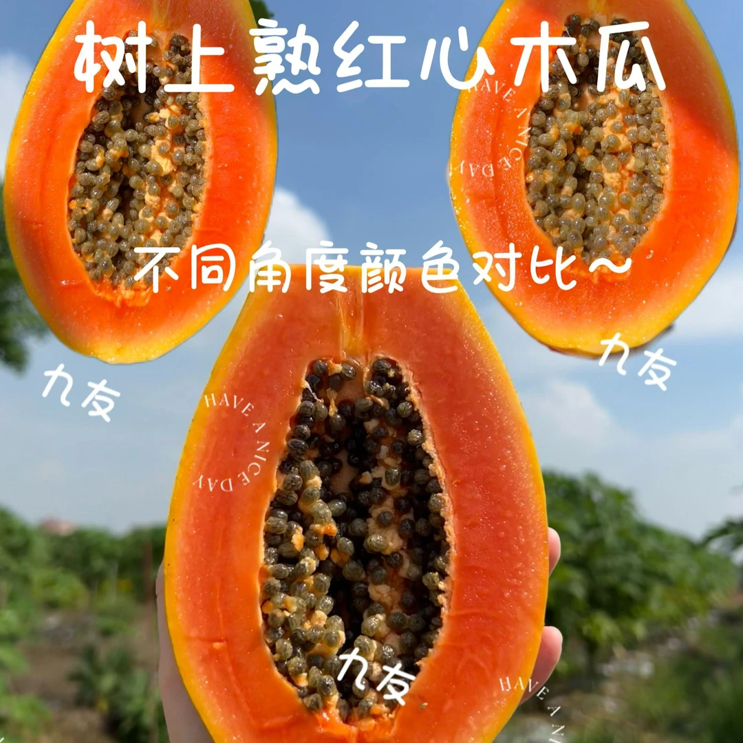 南沙产地直发自家果园树上熟红心木瓜口感香甜甜度高新鲜采摘