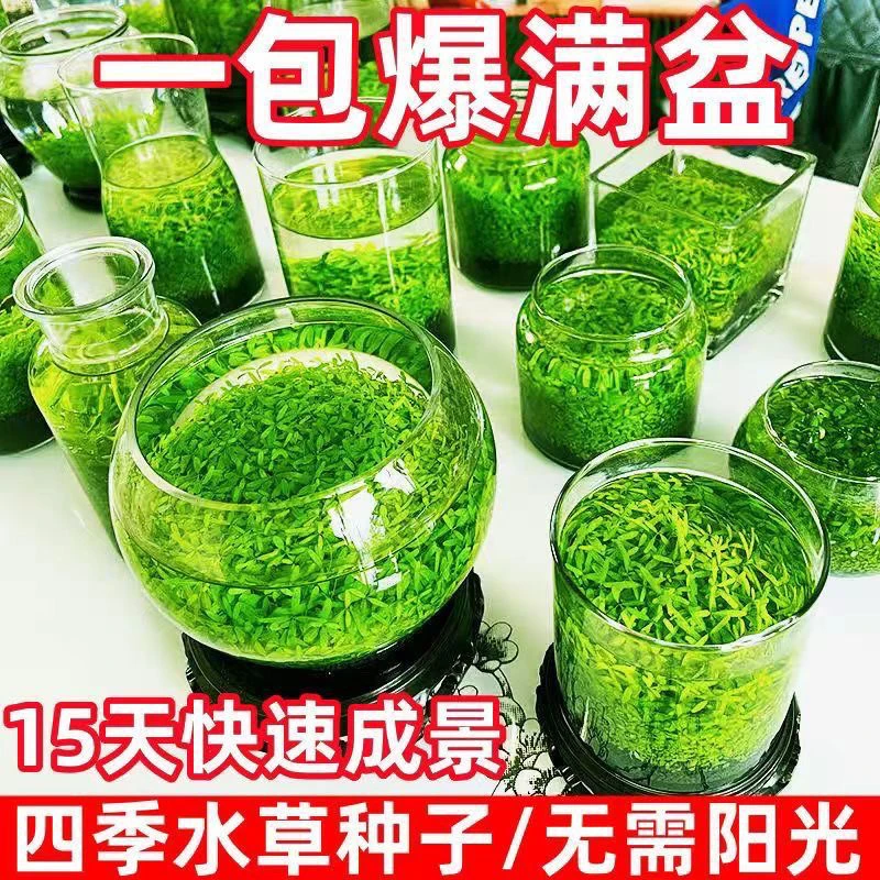 鱼缸水草生态种子小型免洗陶粒水族植物四季家用净化空气造景种植