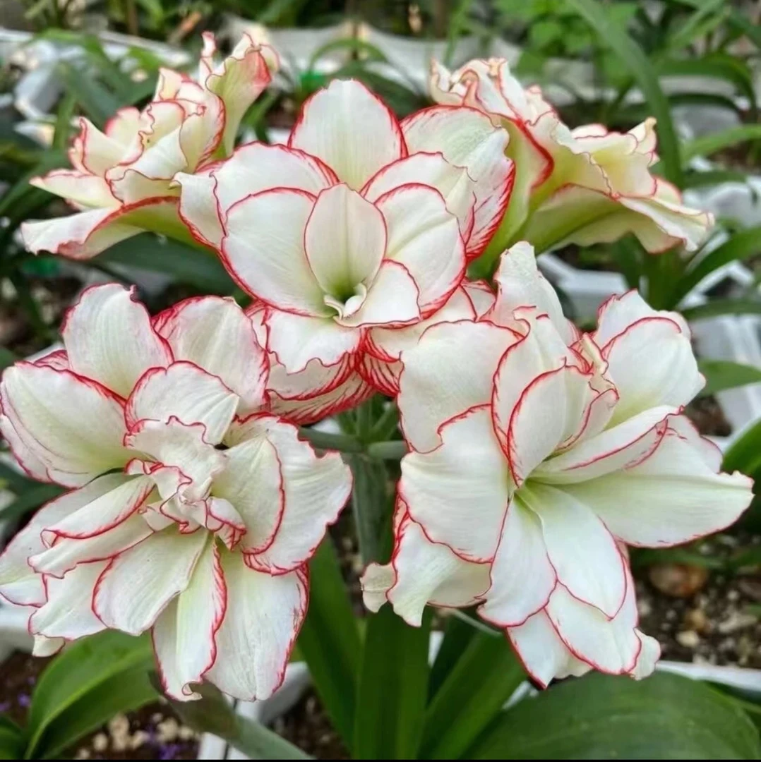 【皮皮】朱顶红种球送肥