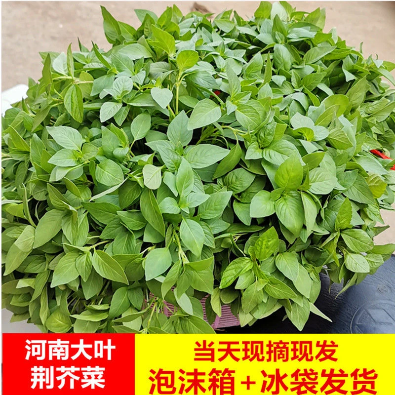 （包邮）荆芥菜河南大叶荆芥现摘现发1斤3斤装