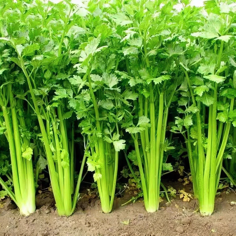 河南自家种植小西芹3斤5斤装