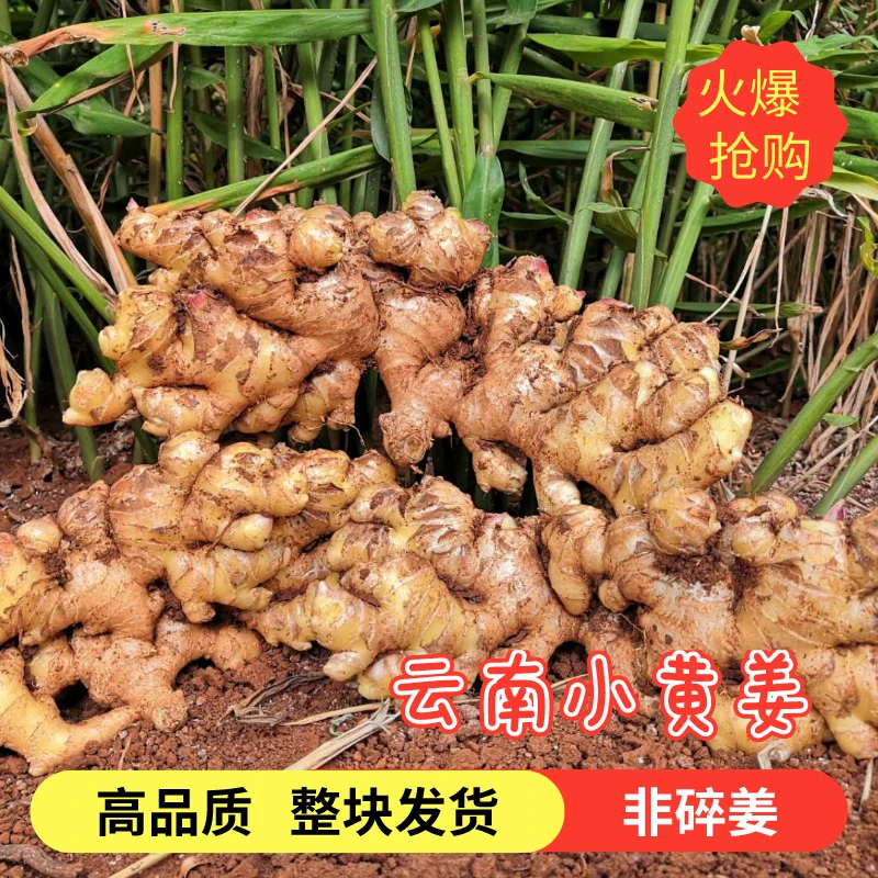 云南老姜文山小黄姜新鲜黄姜农家现挖生姜老姜原产地品质浓郁包邮
