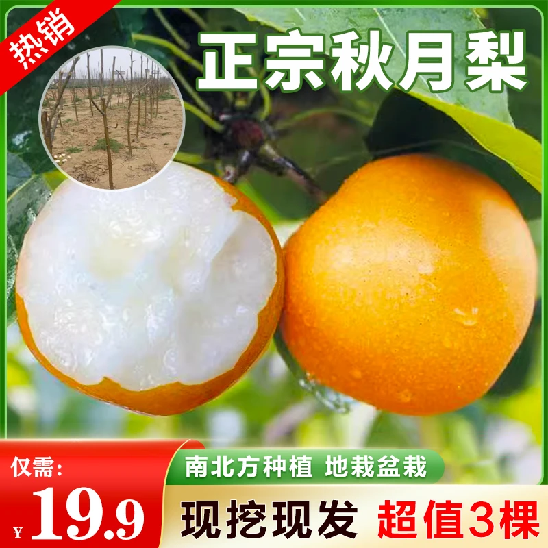 基地直发【19.9发3棵】秋月梨树苗晚熟酥梨苗南方北方种植盆栽地栽