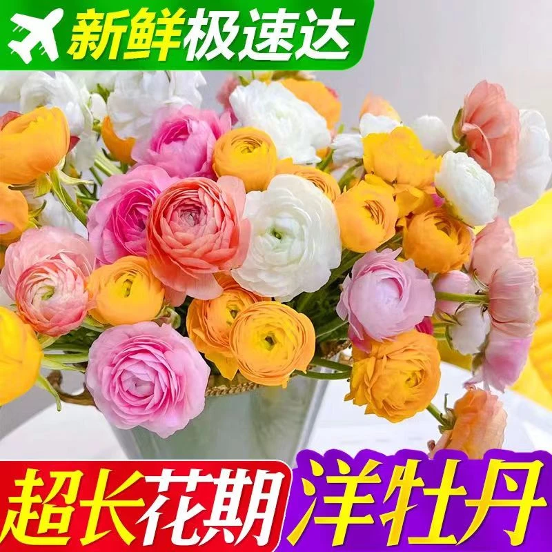 云南昆明基地直发白色鲜切花插花家养花束办公室水养花洋牡丹鲜花