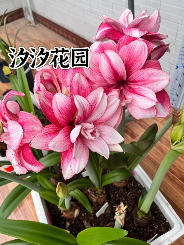 汐汐花园球根植物精品朱顶红