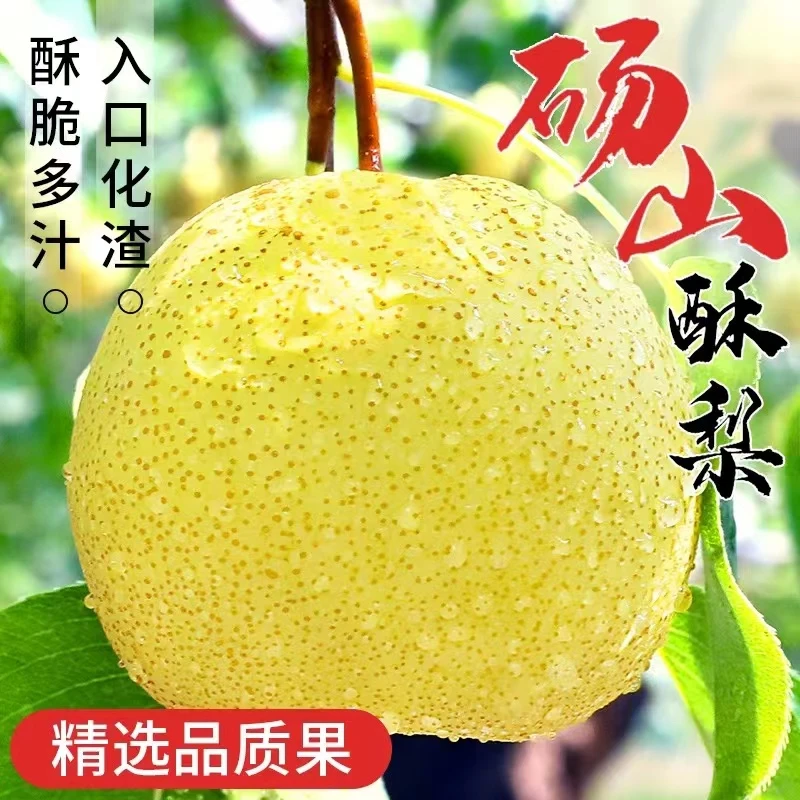 正宗砀山酥梨新鲜梨子9斤当季现摘安徽特产包邮老树爽脆汁水酥脆