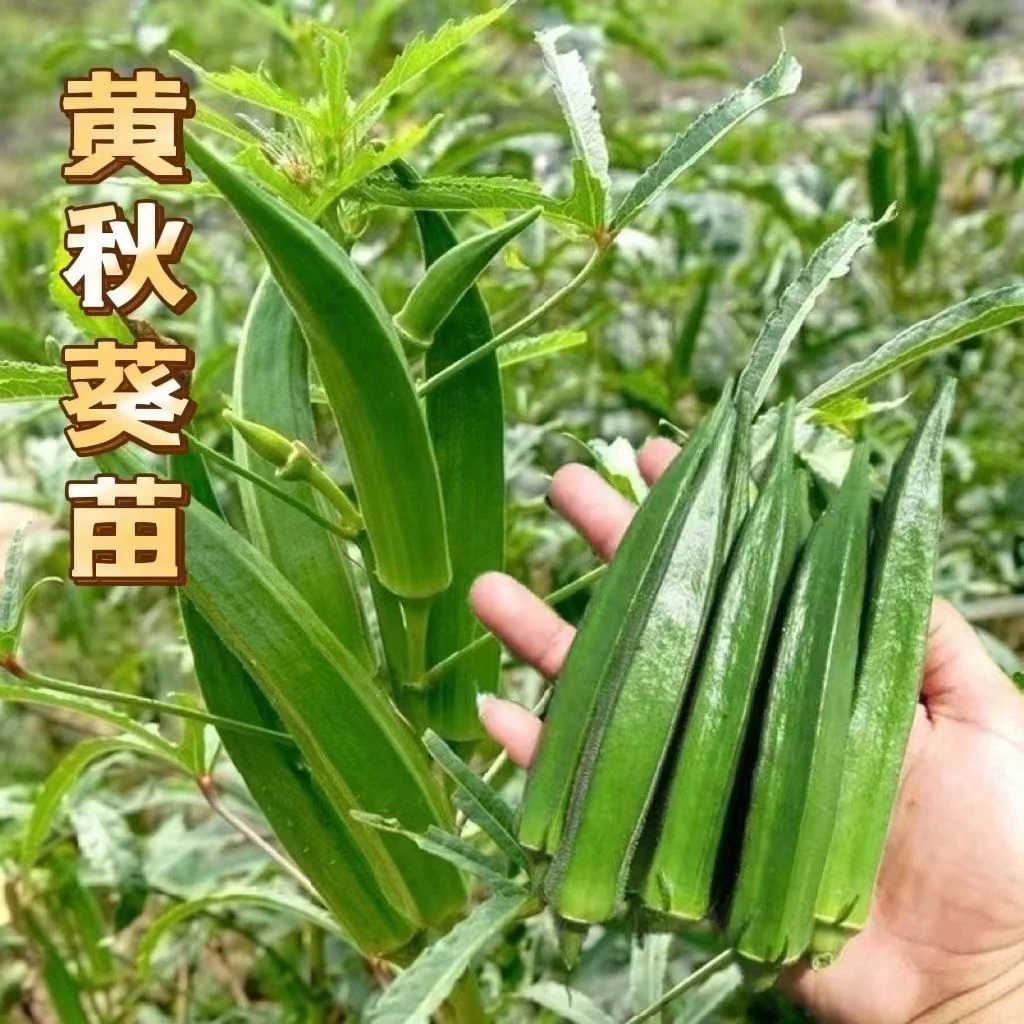 水果秋葵红秋葵黄秋葵秧苗