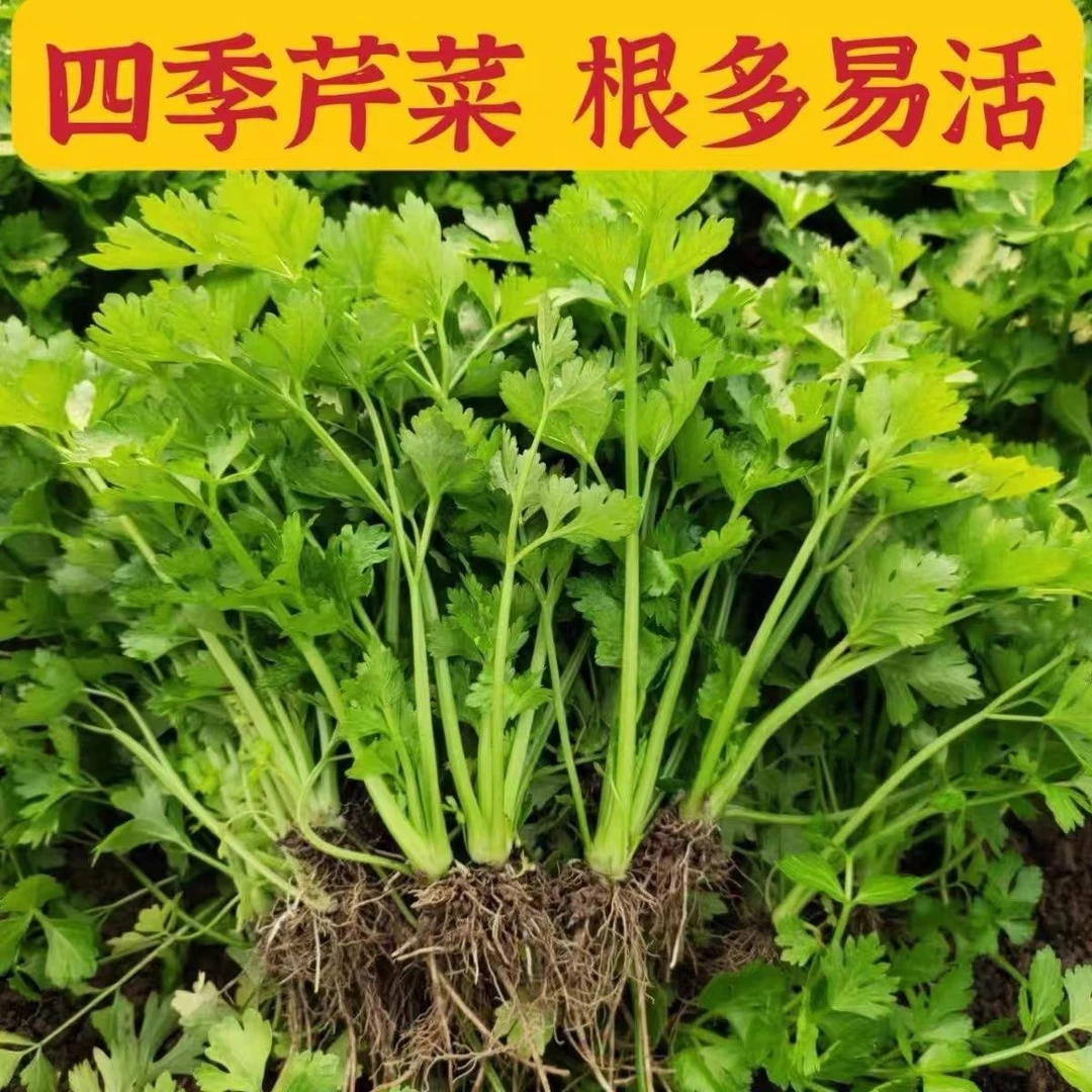 四季芹菜抗寒穴盘苗
