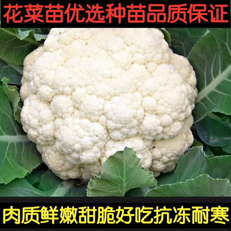白花菜秧苗蔬菜种苗大全白花菜苗盆栽庭院有机白花菜秋冬耐寒