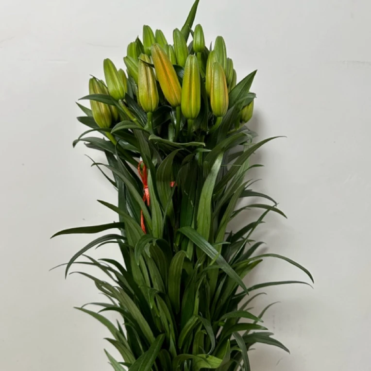 （亚百）橙色香水百合，顺丰包邮到家