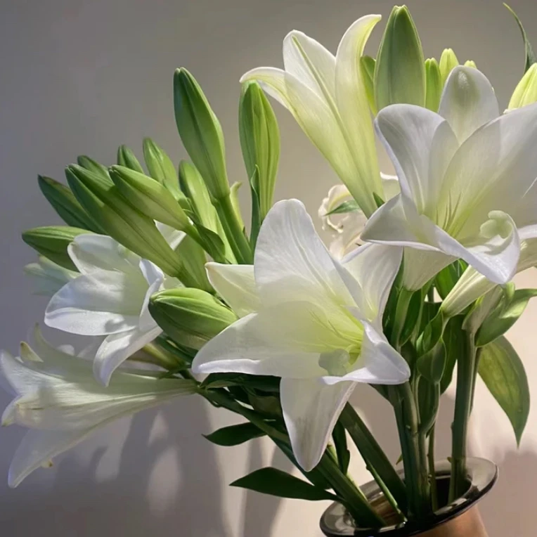 【铁炮百合】清香型香水百合 鲜切花 东北基地直发 顺丰包邮