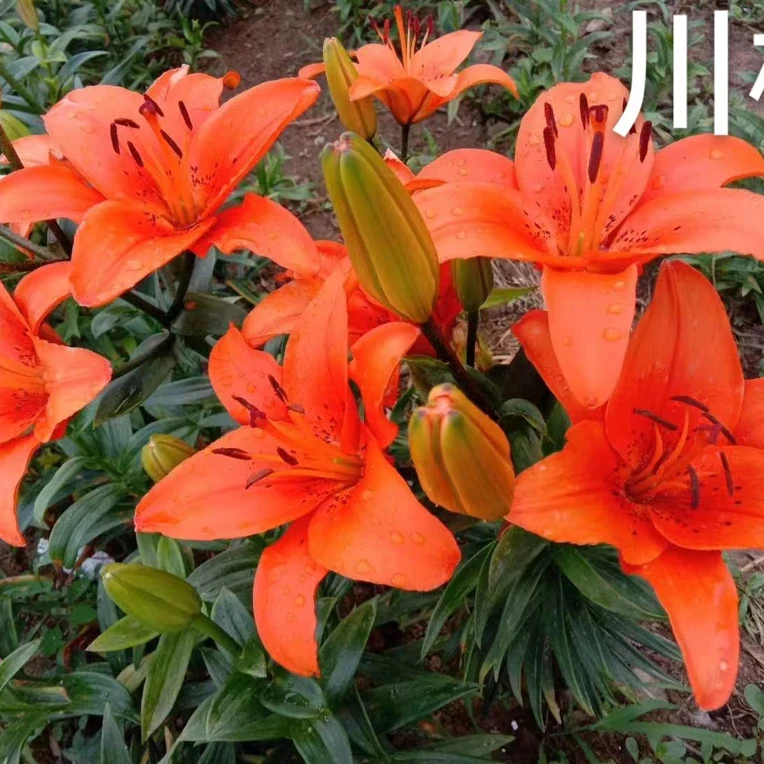 亚百 红黄橙色12-14好规格花苞3-5个耐寒不怕冻，适合家庭庭院种植