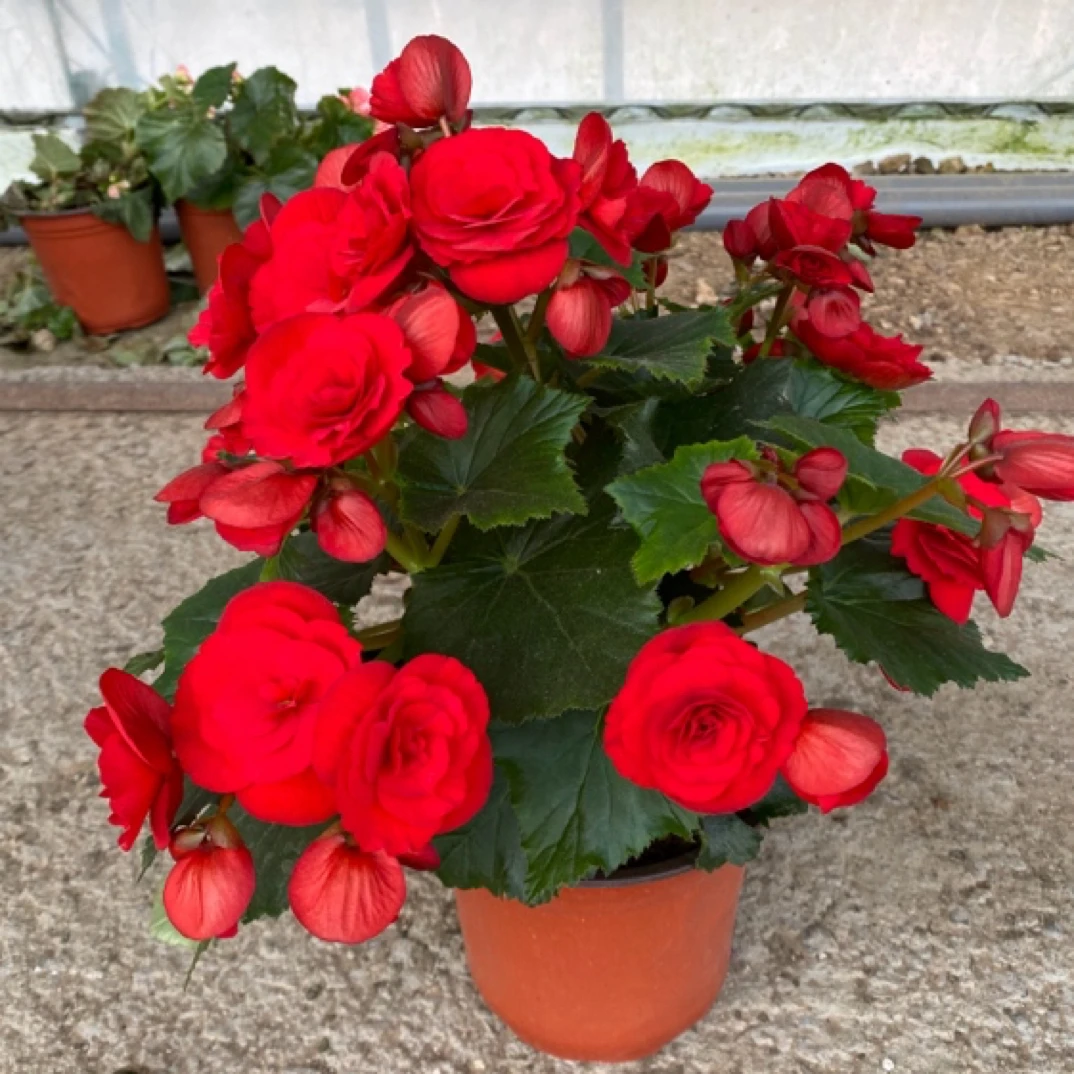 大盆丽格海棠花盆栽四季开花耐旱多年生盆栽带花苞好养易活