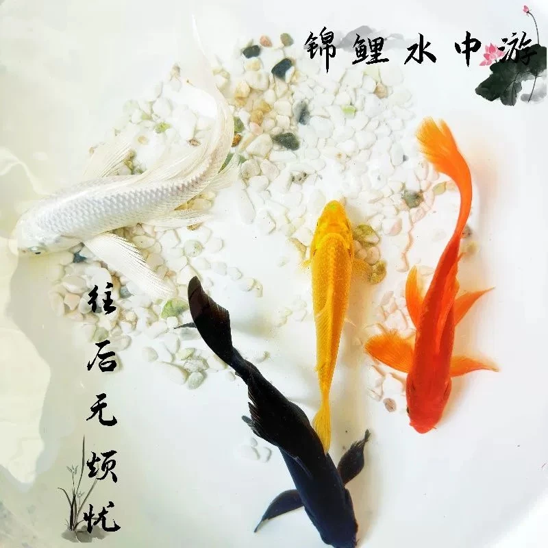 【2红+2黄+1德系】13-15厘米耐活好养淡水锦鲤冷水观赏鱼金鱼