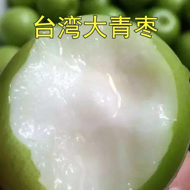 台湾牛奶特大青枣嫁接枣树苗贵妃蜜枣脆甜带土裸根多年生夏季清甜