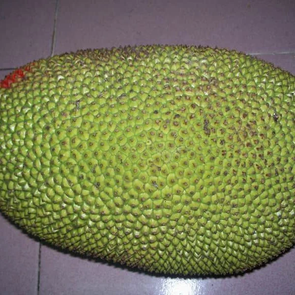 【顺丰包邮】印尼红肉波罗蜜整果(全国可拍）