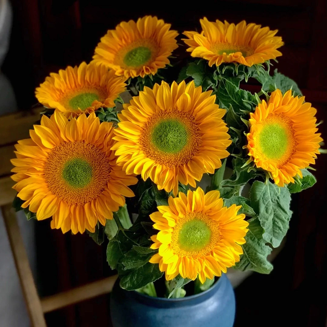 夏小姐的花店*Sakata/F1文森特切花鲜花向日葵四季播种开花种子