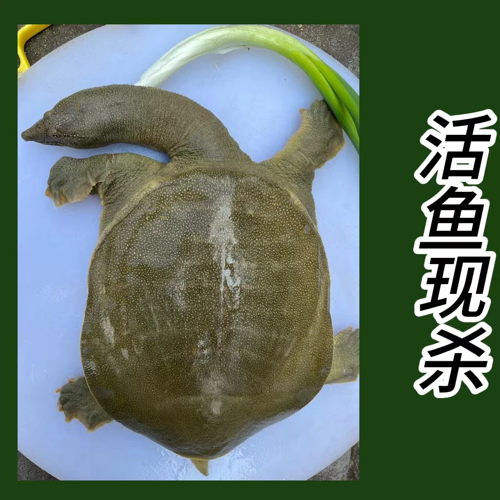 【宰杀款】外塘甲鱼新鲜活鱼现杀真空冷冻顺丰包邮
