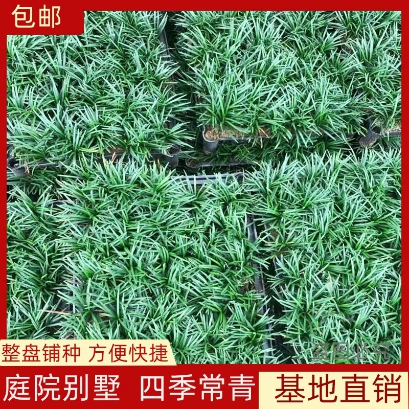 玉龙草矮麦冬穴盘苗四季常绿草坪耐寒耐旱多年生庭院盆栽绿化宿根