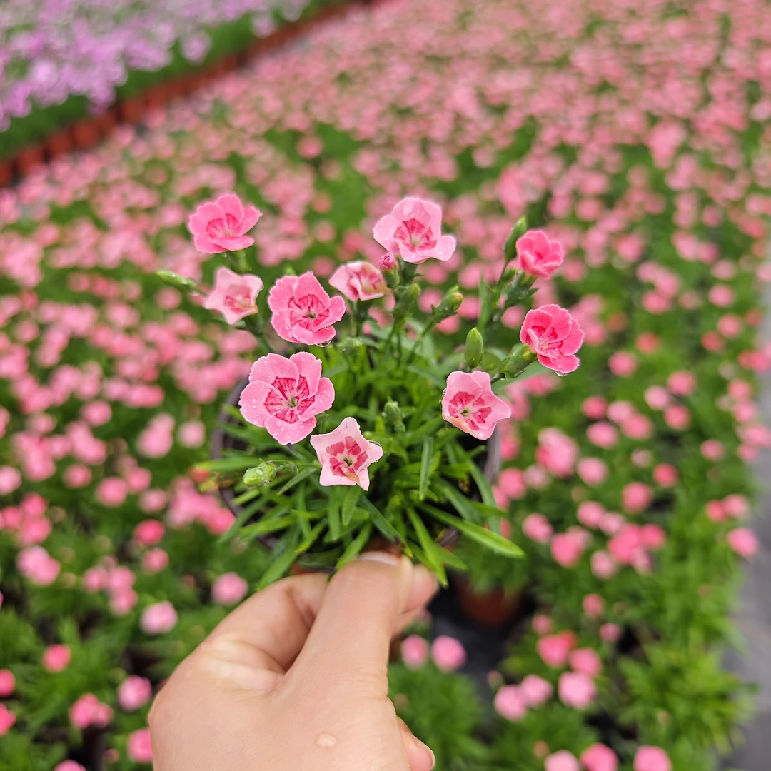蜜桃派石竹粉色花海石竹基地直发多年生耐寒耐旱观赏花大面积种植