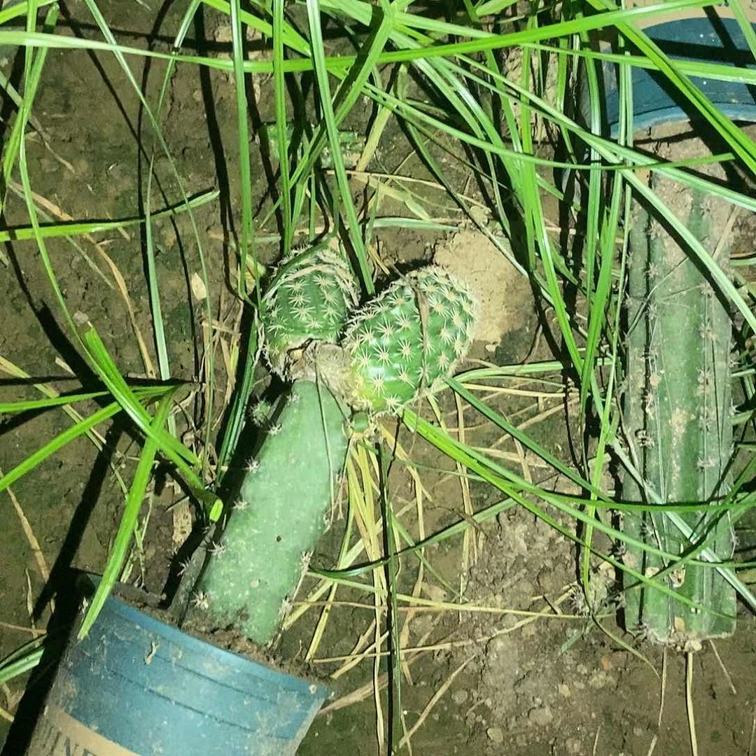 昙**现皇冠虾嫁接袖蒲虾两个