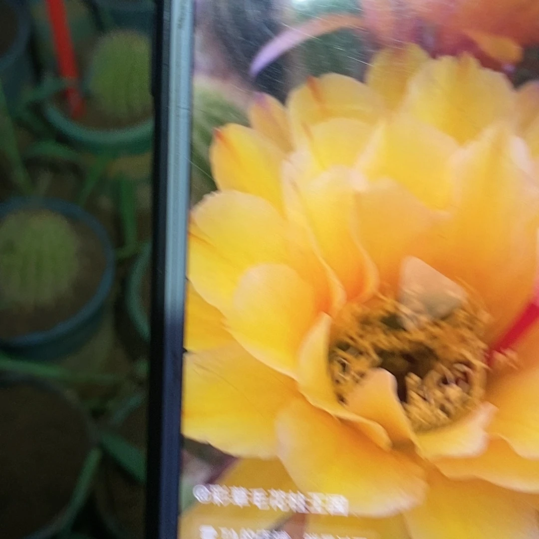 法一根毛花柱仙人球