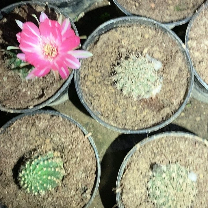 双飞丽花根仙人球