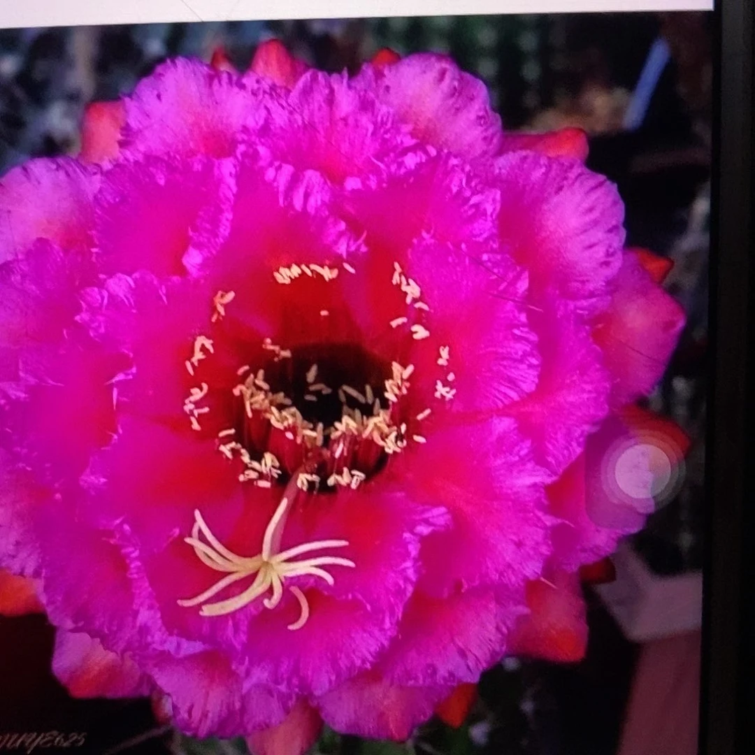 流苏根毛花柱仙人球