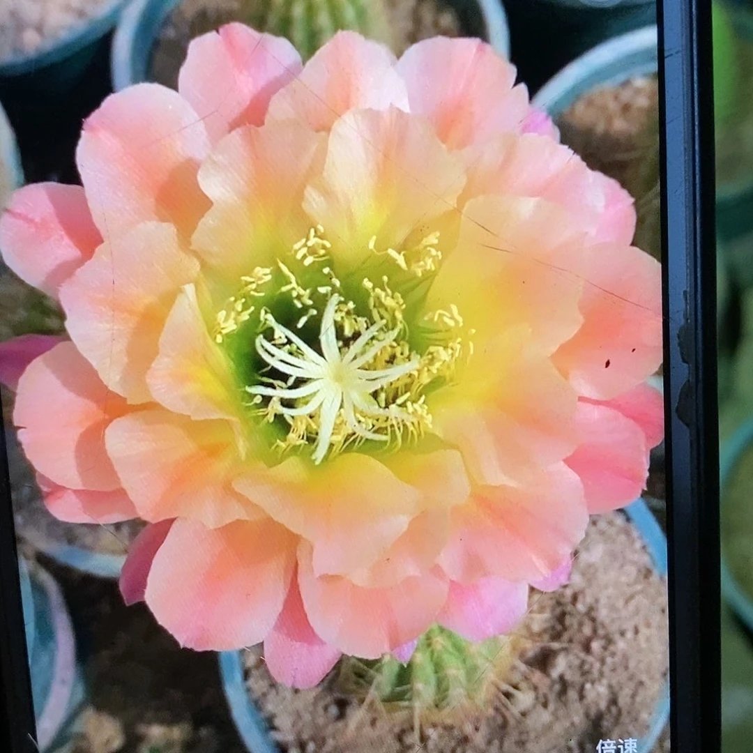 杏光辉根毛花柱仙人球