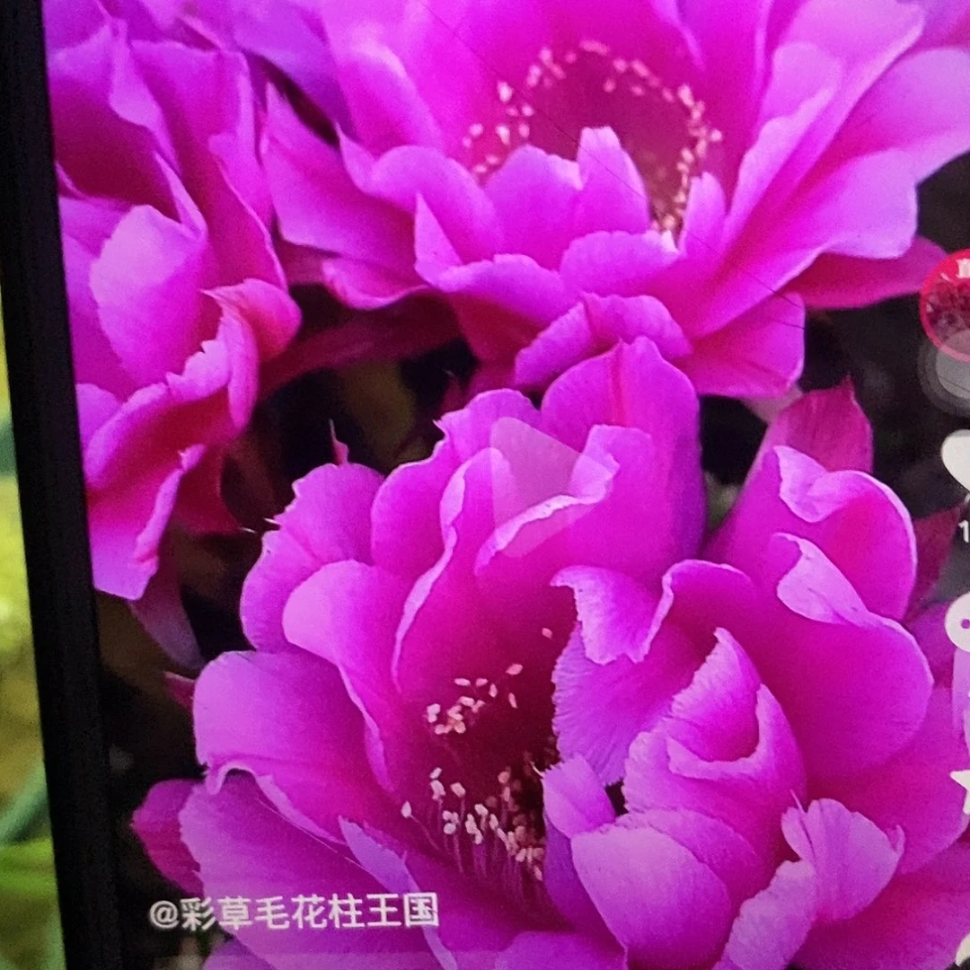 嫣然根彩草仙人球开花