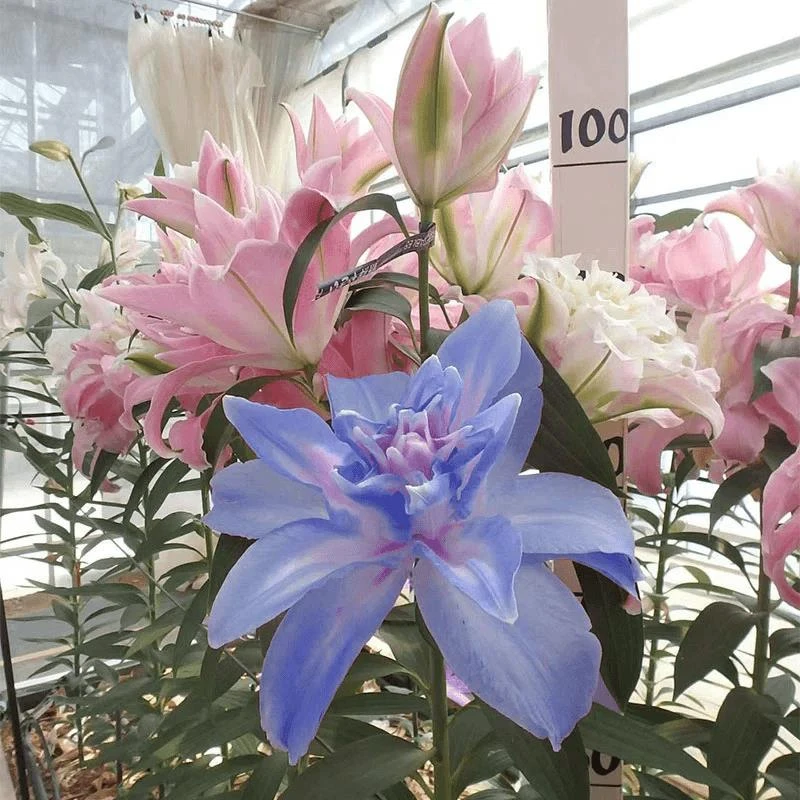 进口香水百合花盆栽重瓣室内阳台盆栽室外地栽耐寒多年生四季开花