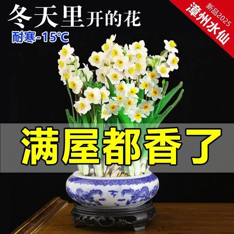 【漳州】洋水仙花种球种子特级水养花卉球根大球室内外冬季水培植物