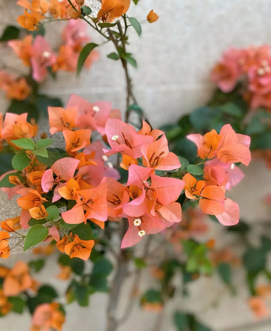 【波伊斯玫瑰三角梅】浮山王子基地橙粉色花喜阳爬藤阳台庭院植物