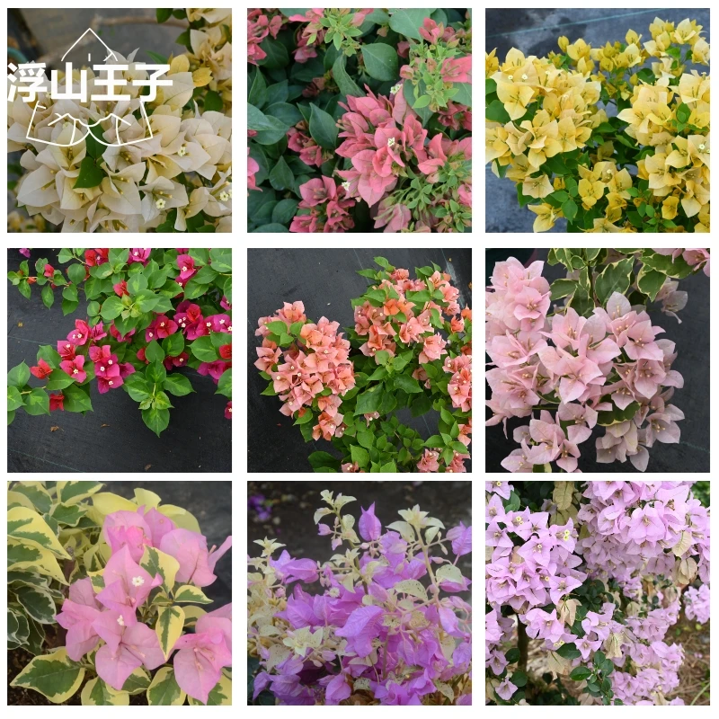 浮山王子生长苗多品种多花色盆栽四季花卉爬藤阳台庭院橙粉公主