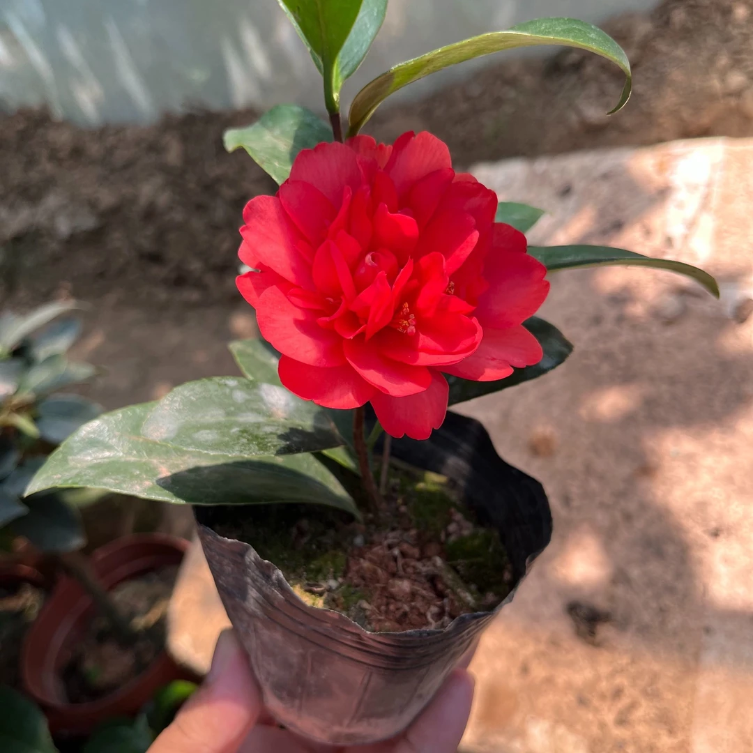 四季山茶花幼苗 带花苞 两颗「运输落苞不包赔」