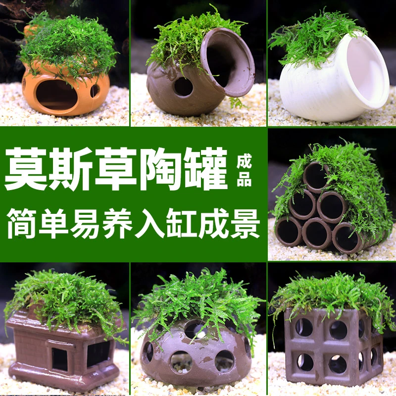 三角莫斯水草活体淡水莫斯前景草沉木水草造景装饰陶罐鱼虾躲避洞