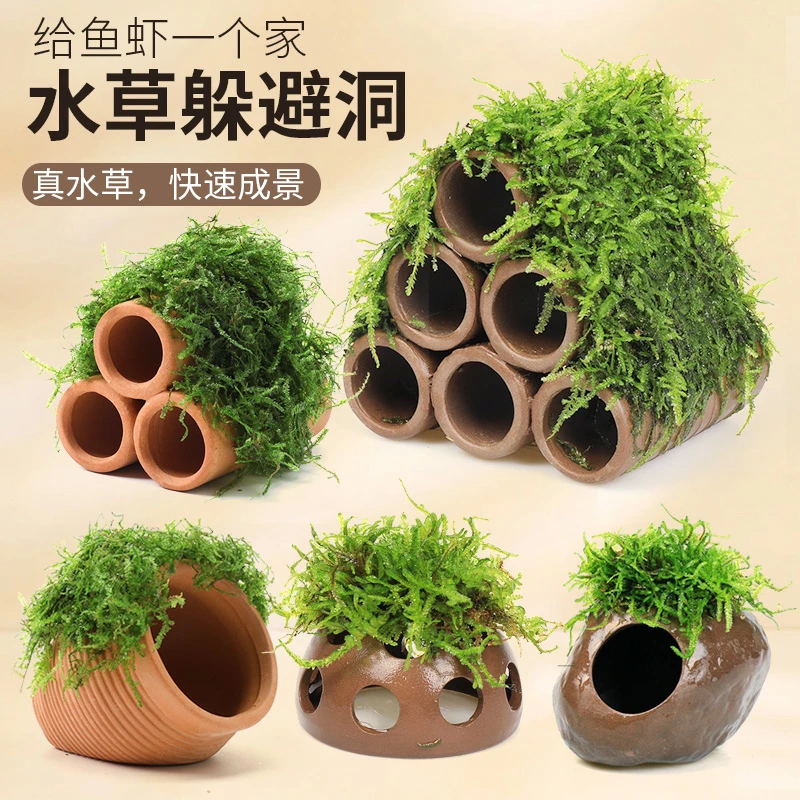 异景园鱼缸莫斯水草造景懒人真植物鱼虾躲避罐虾屋摆件繁殖躲避屋