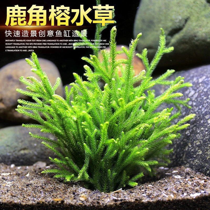 鹿角榕懒人活体水草无土淡水苔藓鱼缸生态瓶雨林缸造景专用阴性