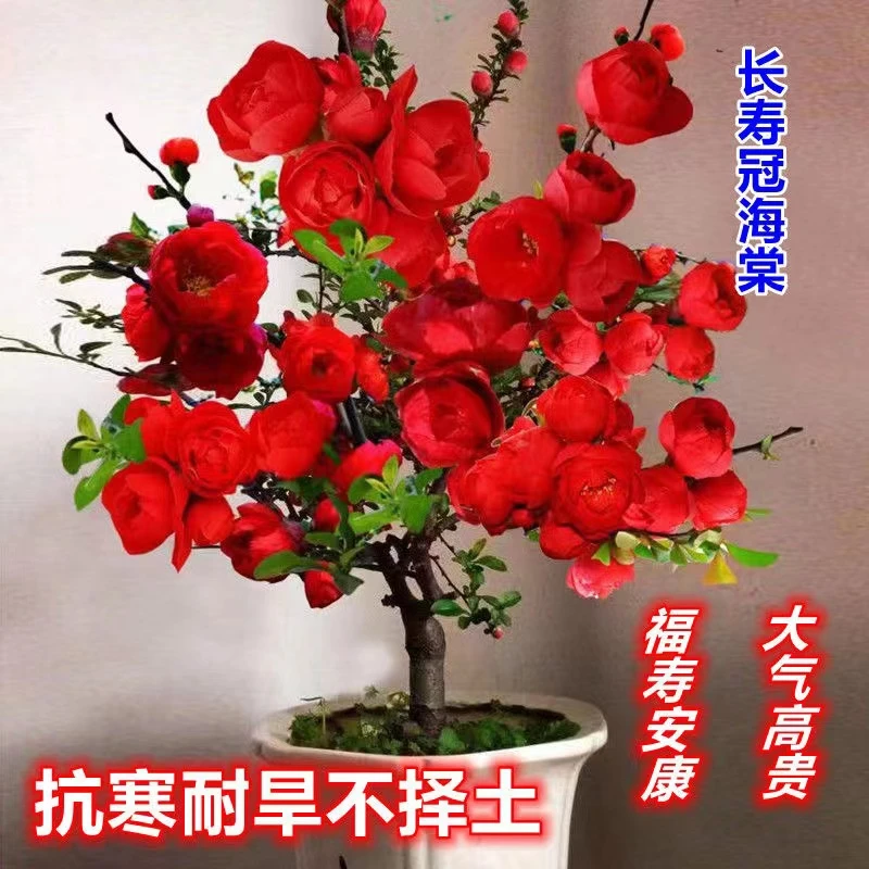 海棠花四季海棠花庭院阳台盆栽地载均可耐寒抗冻南北方均可种植