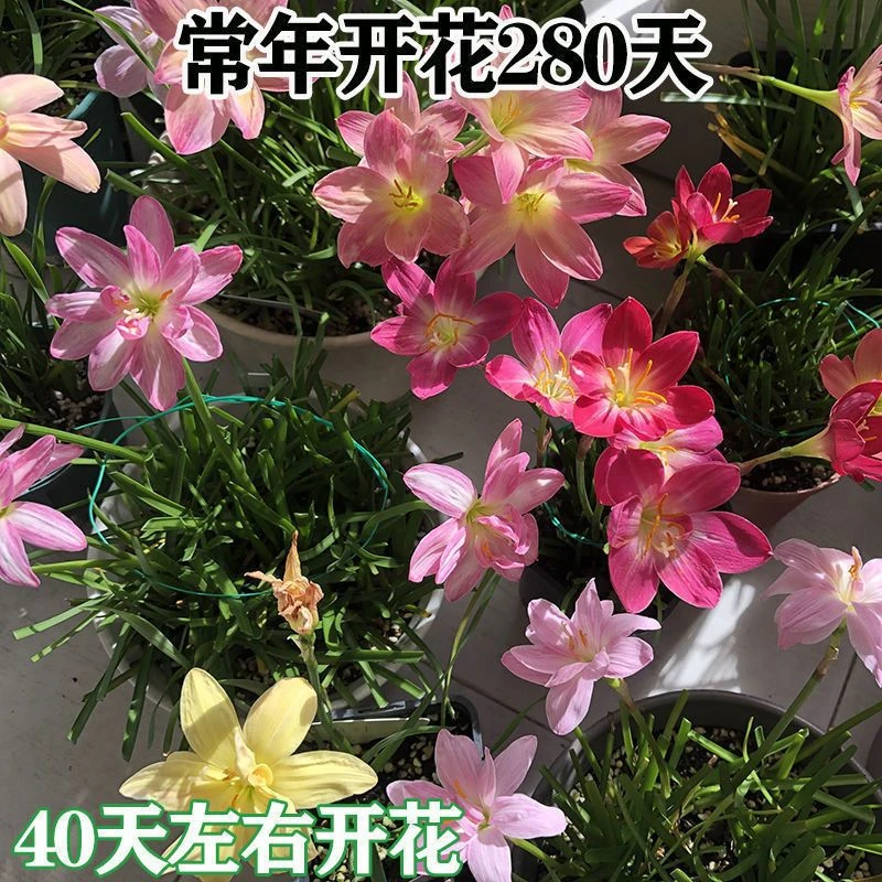 四季开花重瓣风雨兰种球盆栽室内植物客厅阳台好养花卉大全养不死