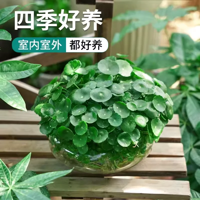 铜钱草水培植物带叶招财金钱草室内阳台户外四季绿植吸甲醛小盆栽