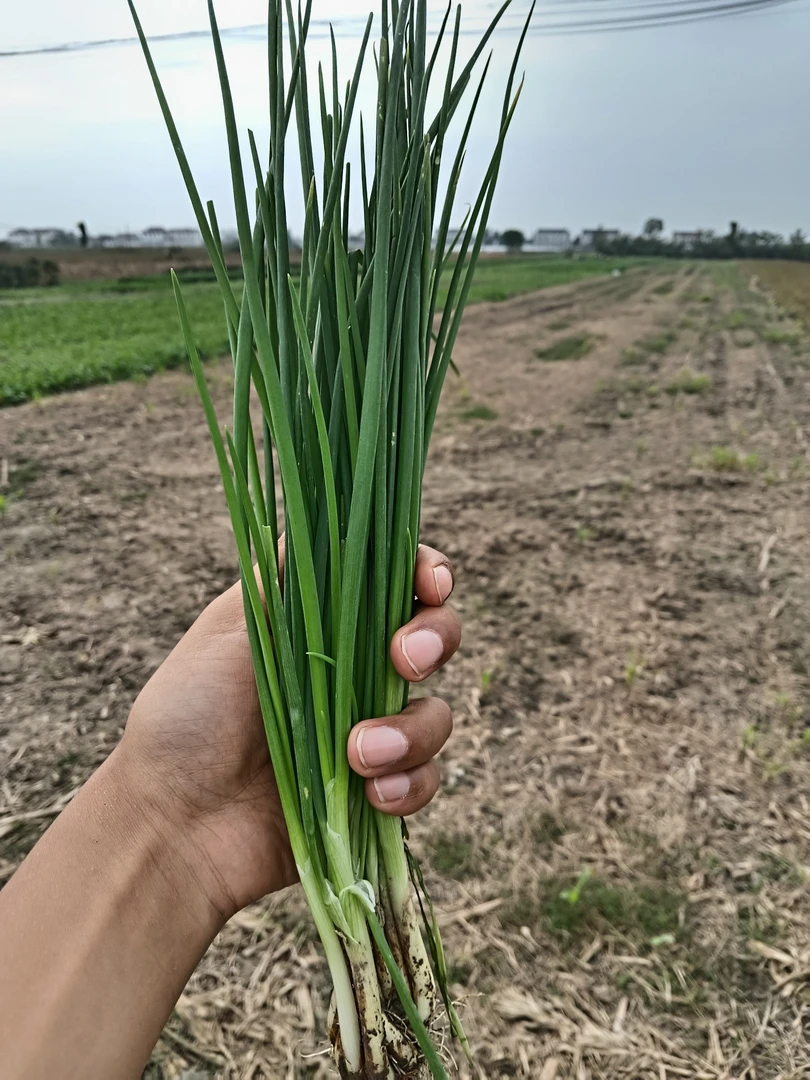 苏北农家小香葱红头葱露天自家种植新鲜小葱